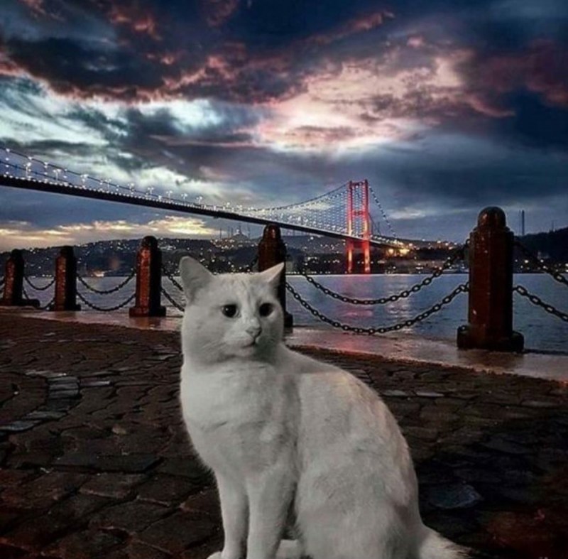 Коты в Турции