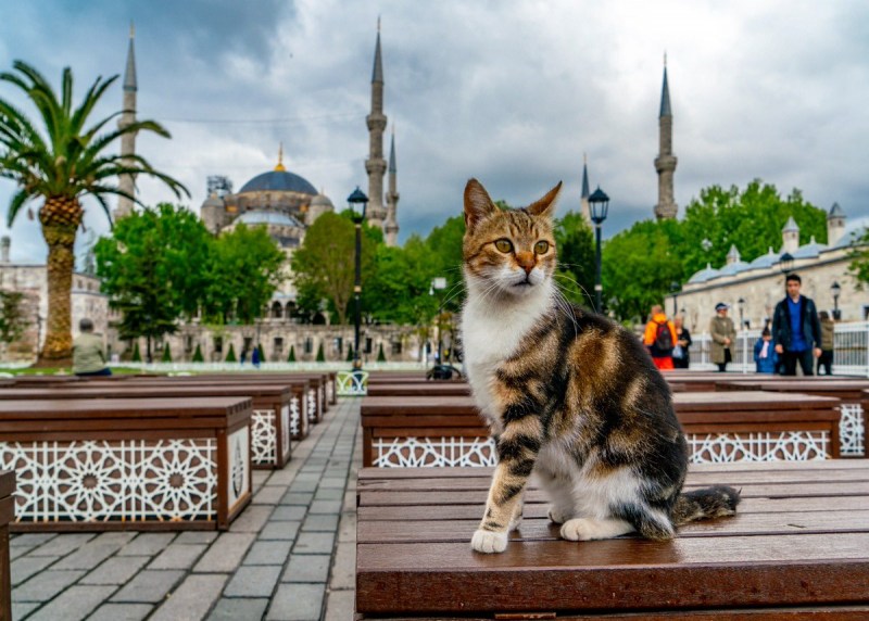 Турецкие коты уличные