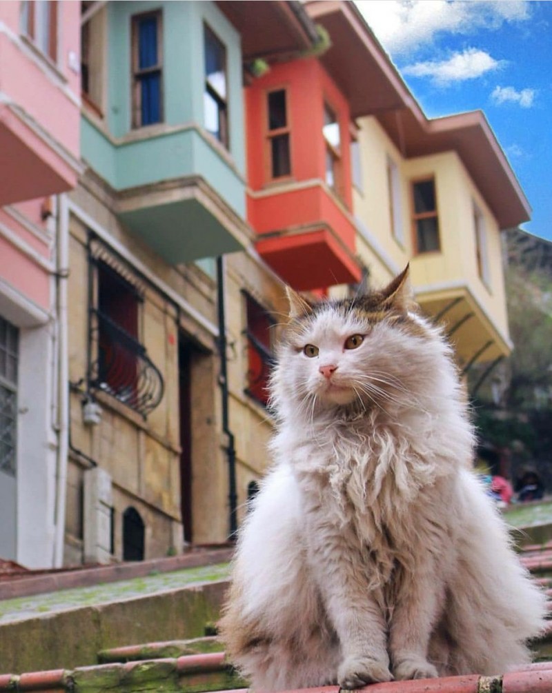 Город кошек