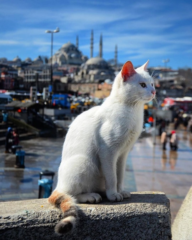 Стамбульские кошки