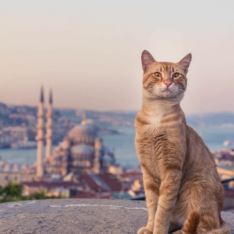 Коты в Стамбуле