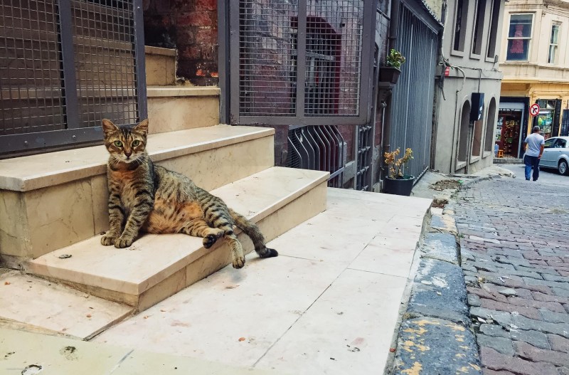 Коты в Стамбуле