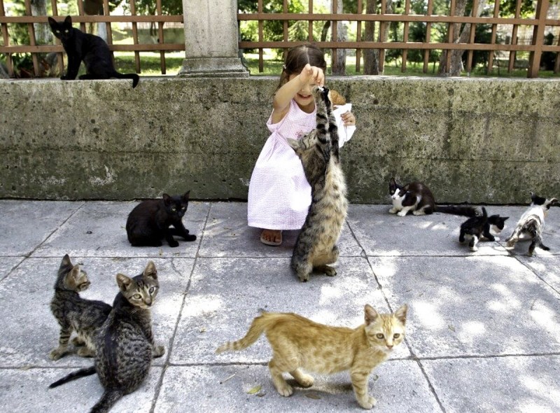 Турецкая Ванская кошка