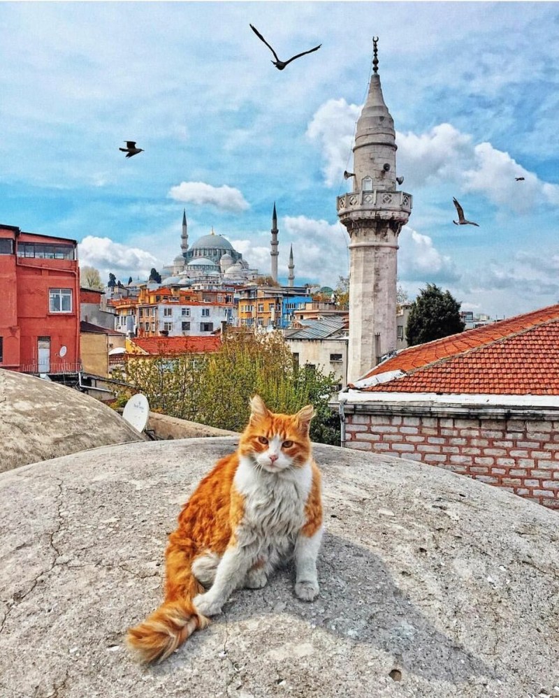 Кот в Стамбуле
