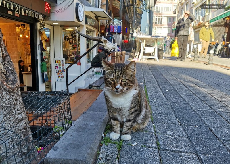 Стамбульские кошки