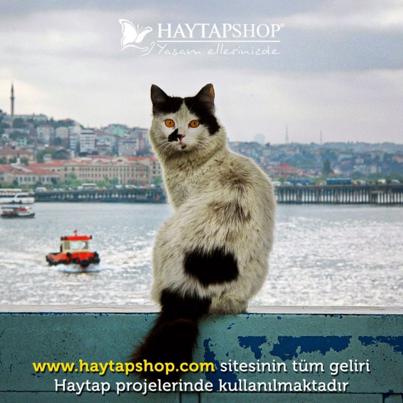 Турецкая ангора кот