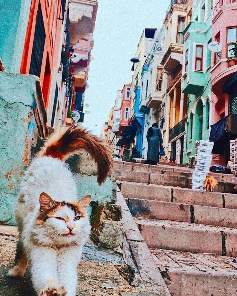 Город кошек