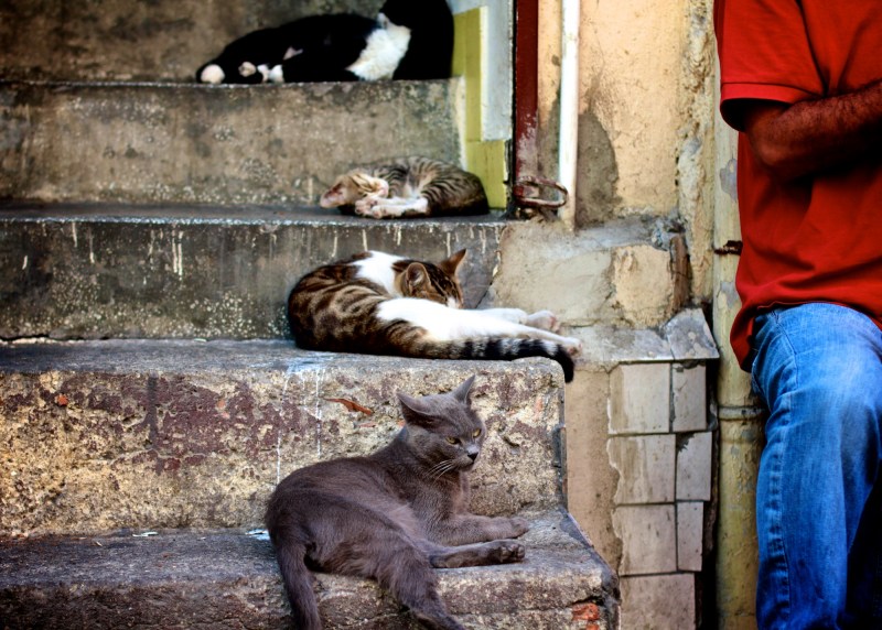 Коты на улицах Стамбула