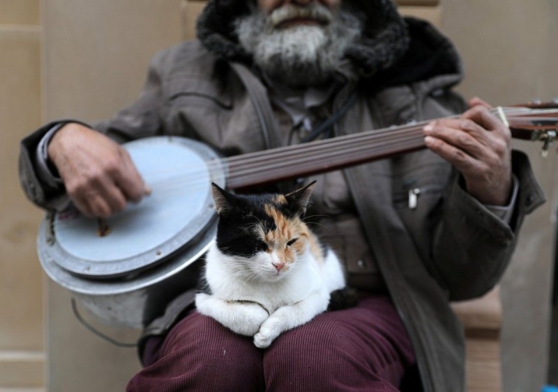 Коты Стамбула фильм
