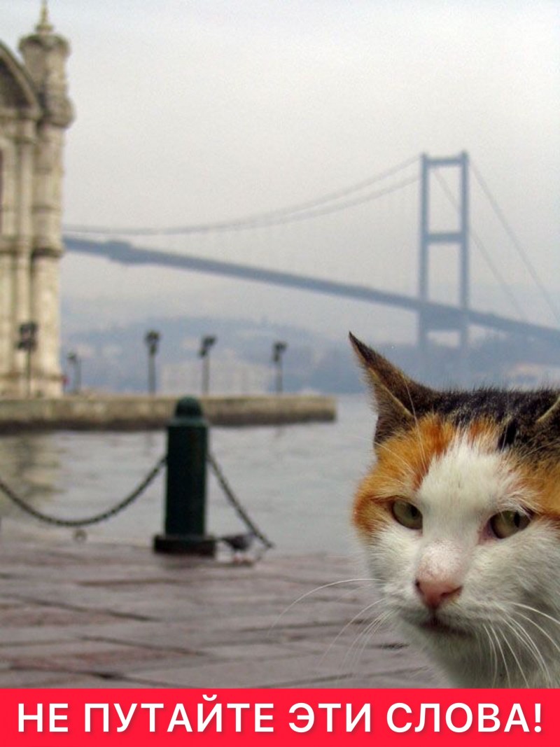 Коты в Турции