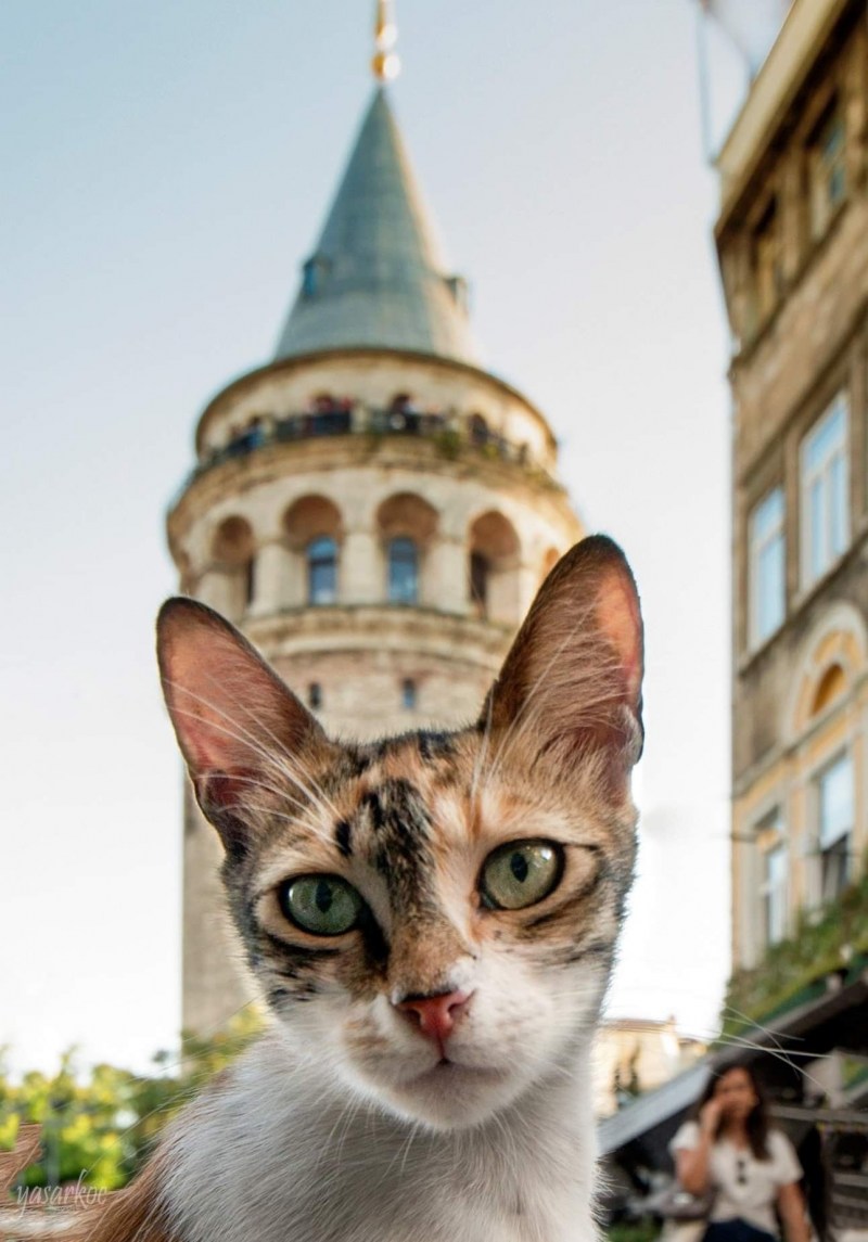 Стамбул кот мечеть