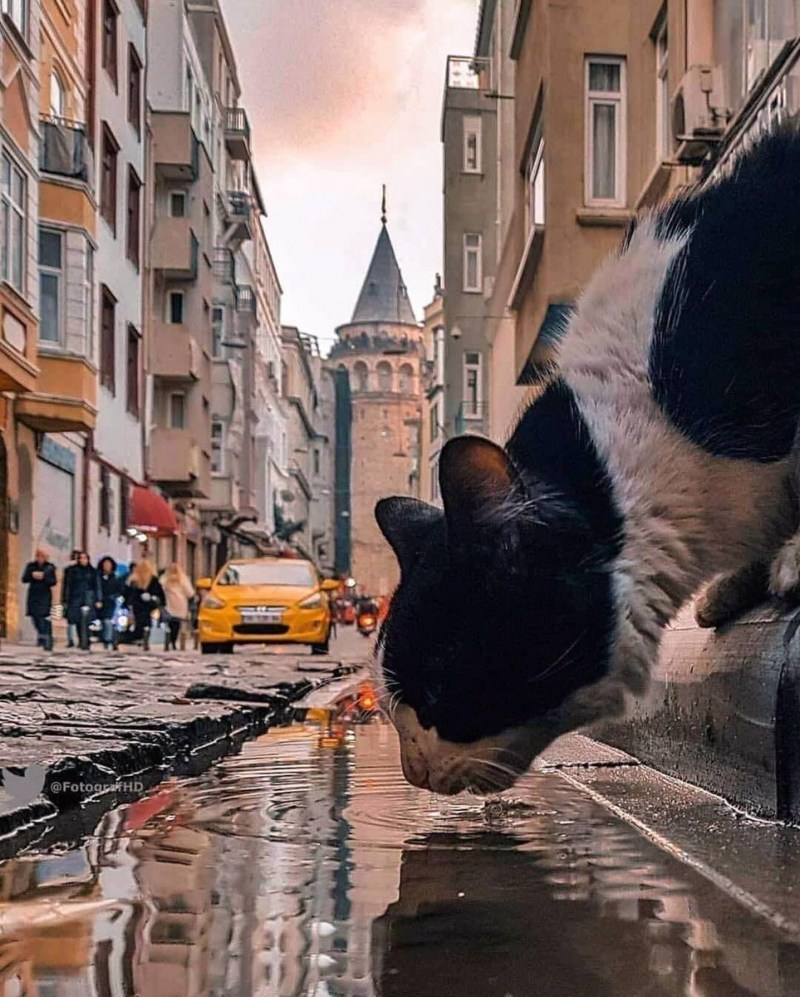 Анатолийская кошка турецкая ангора