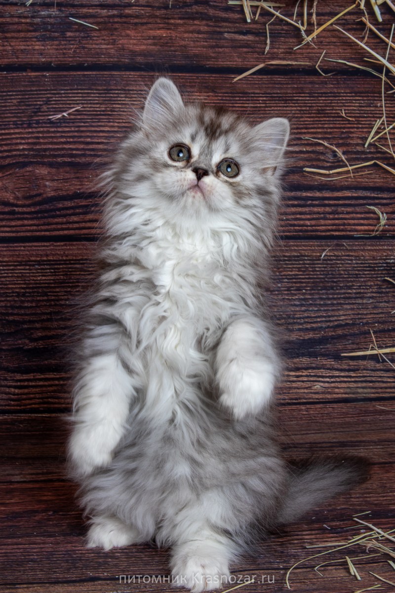 Котята хайленд фолд