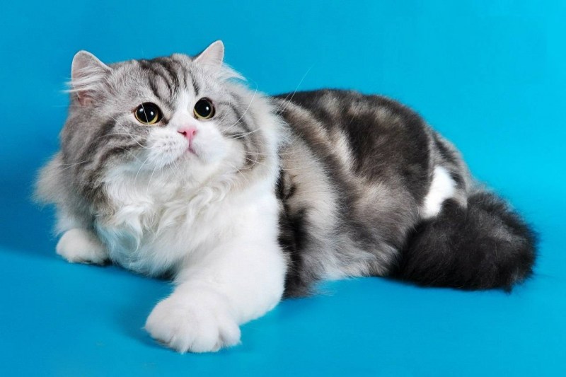 Скоттиш фолд длинношерстный