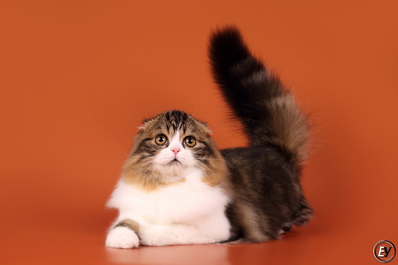 Скоттиш фолд длинношерстный