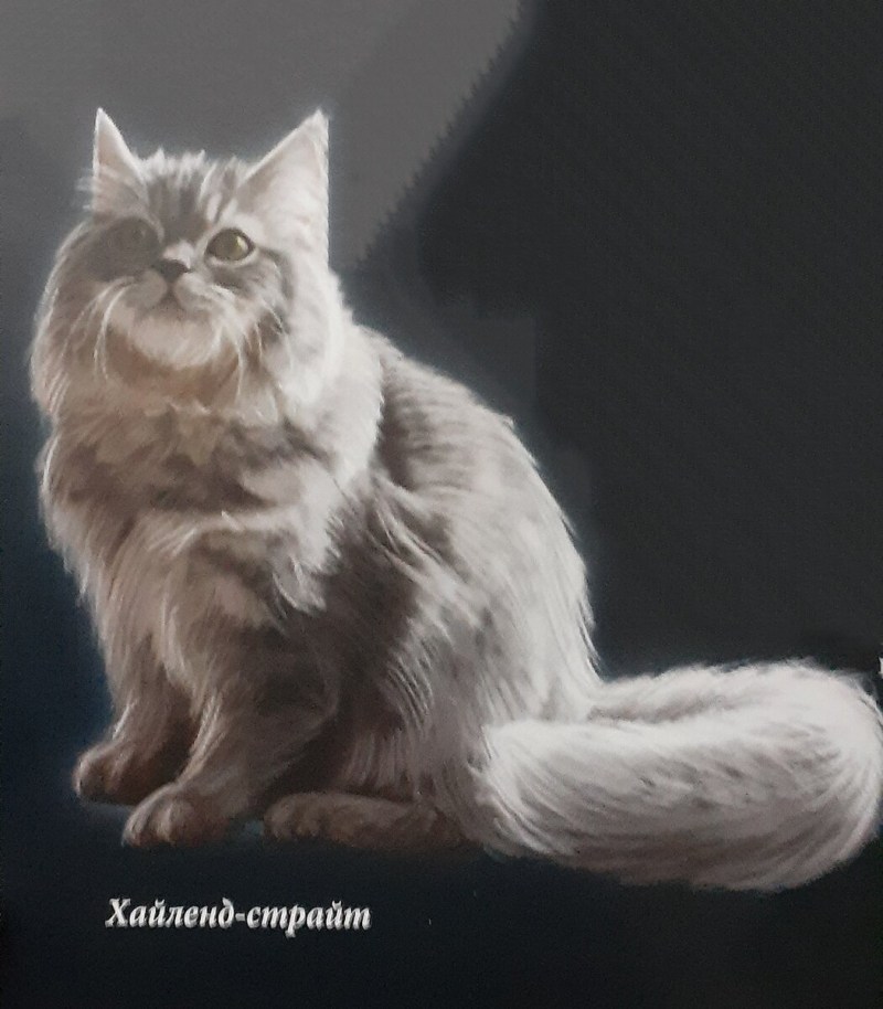 Шотландская прямоухая длинношерстная