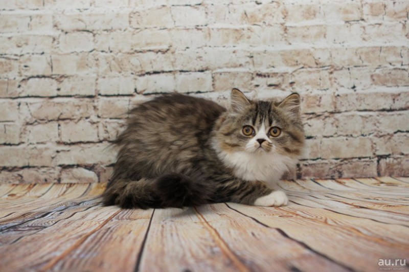 Шотландский кот хайленд страйт