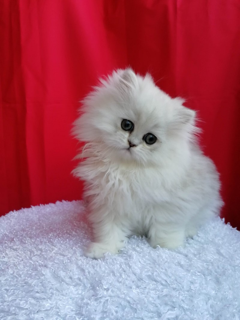 Котята хайленд фолд
