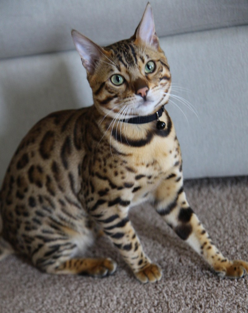 Бенгальский кот Серенгети