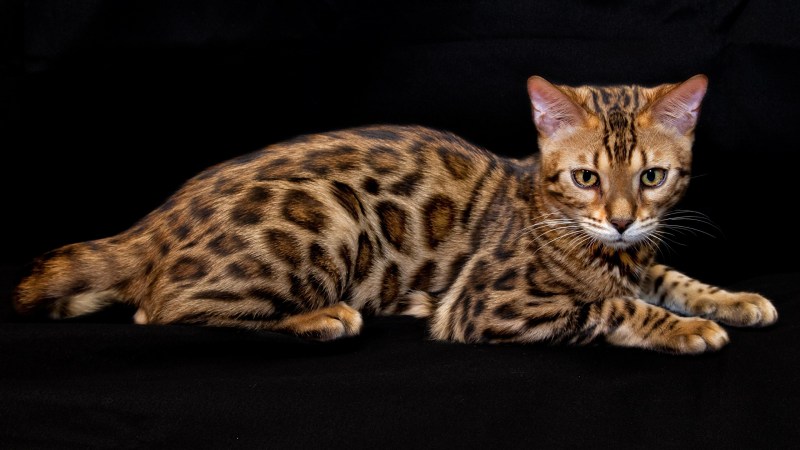 Бенгальский кот котенок