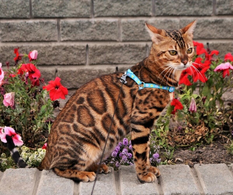 Бенгальские кошки и коты
