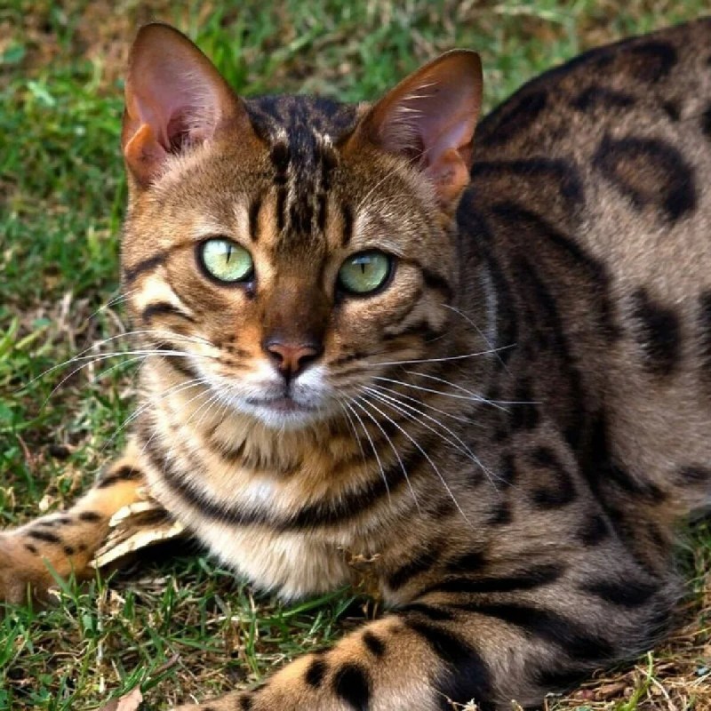 Бенгальская кошка
