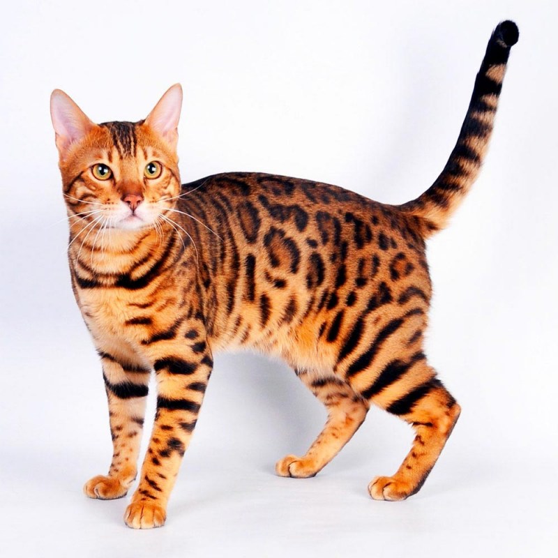 Азиатский бенгальский кот