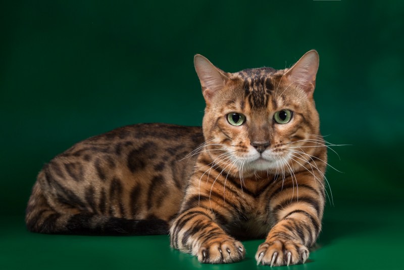 Бенгальская кошка