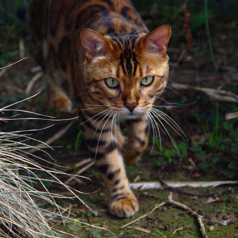 Бенгальская кошка
