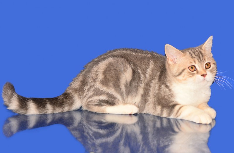 Шотландская кошка страйт