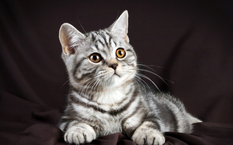 Шотландские коты прямоухие