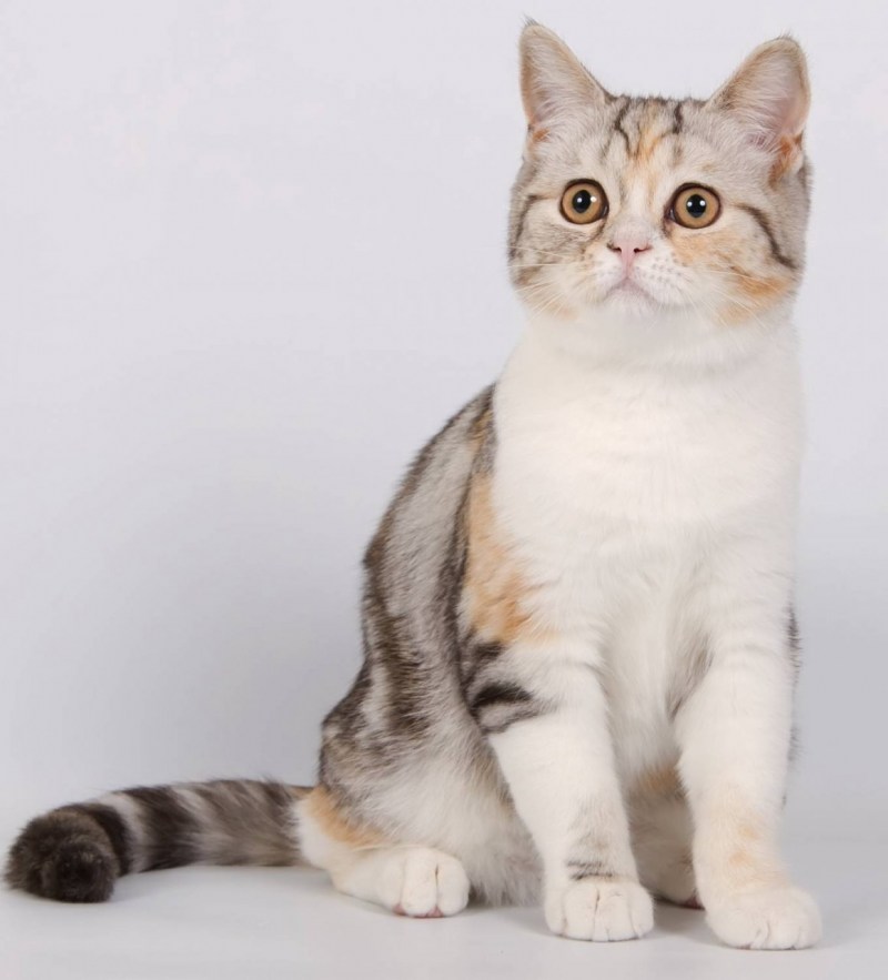 Шотландские коты скоттиш страйт