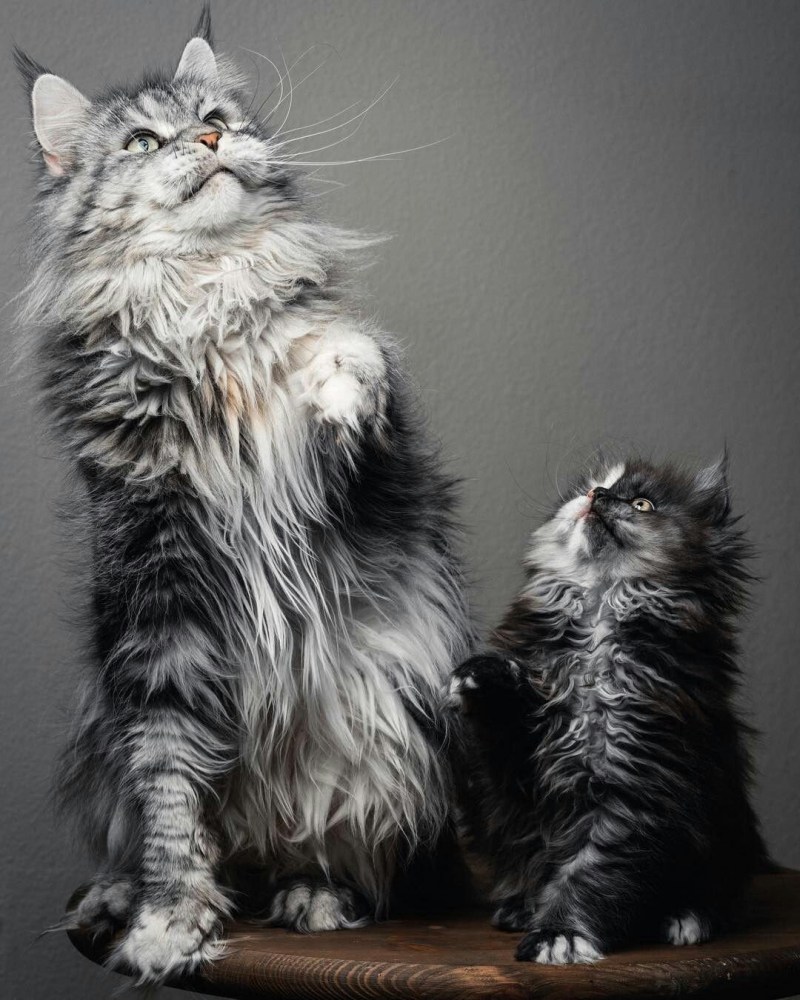 Кошка Мейкуй Сибирская