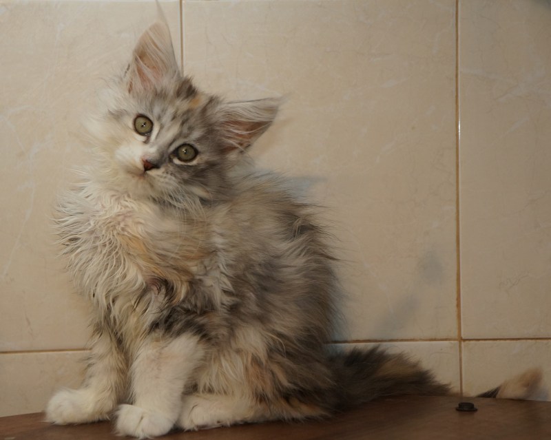 Сибирский Мейн кун котенок