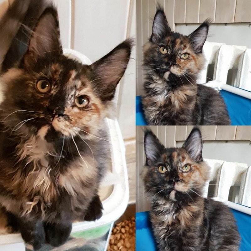 Котята метисы Мейн куна