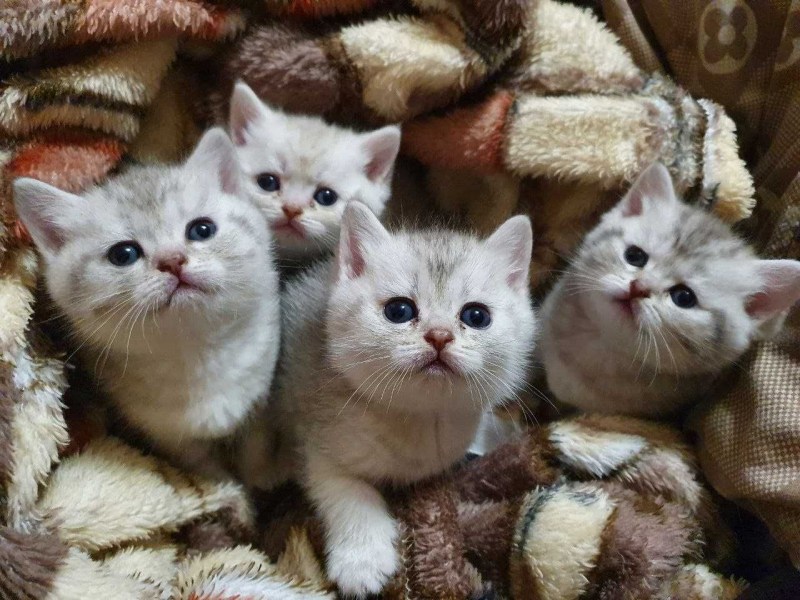 Котята фото элитных