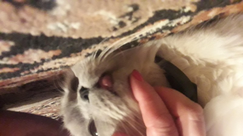 У котенка опухла нижняя губа