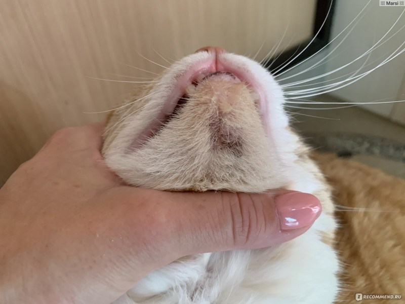 Кошачий нос