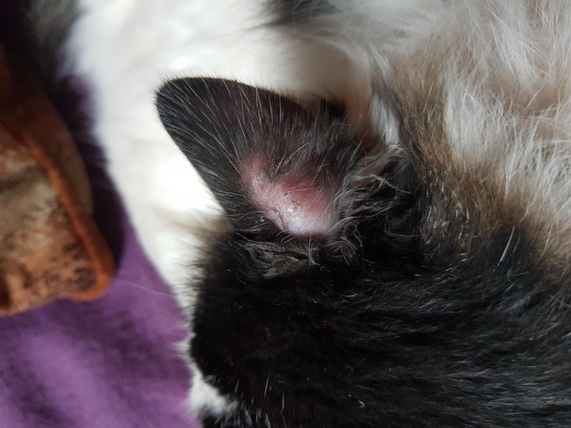 Cat asthma treatment and diagnosis