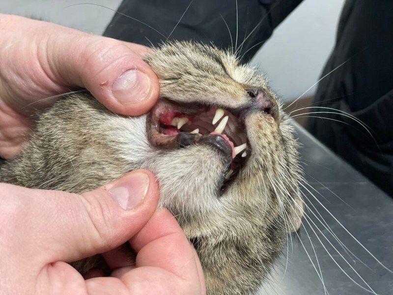 Кошачья ушная раковина