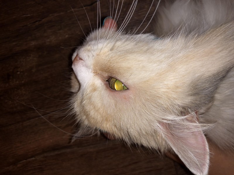 Нос кота фото