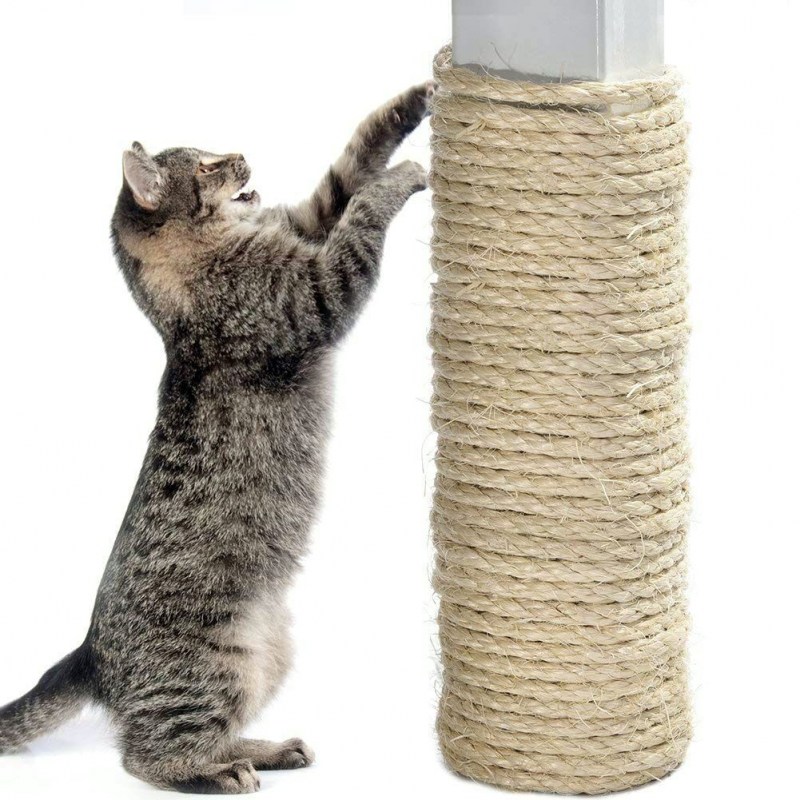 Как приручить котёнка к когтеточке