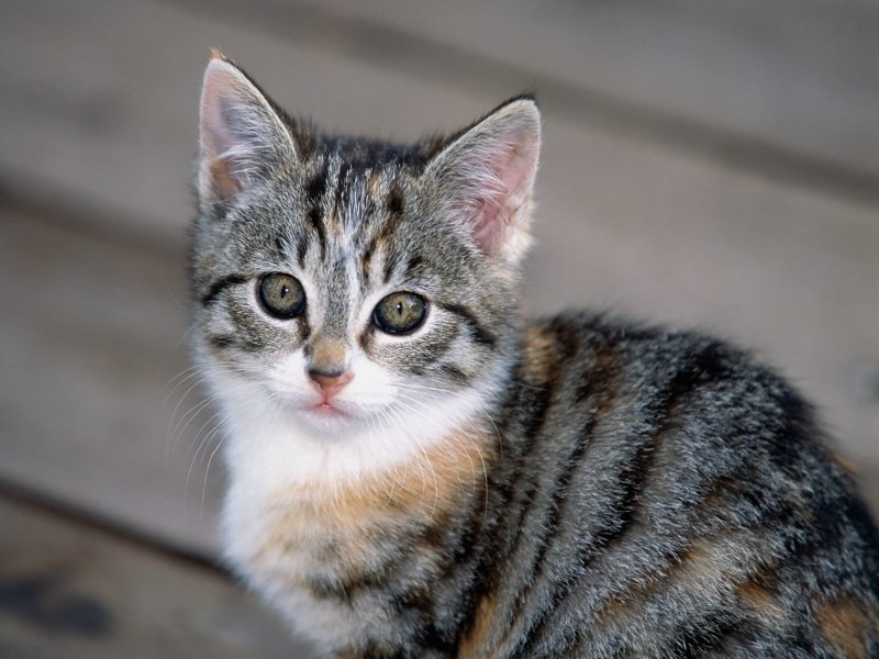 Серая полосатая кошка