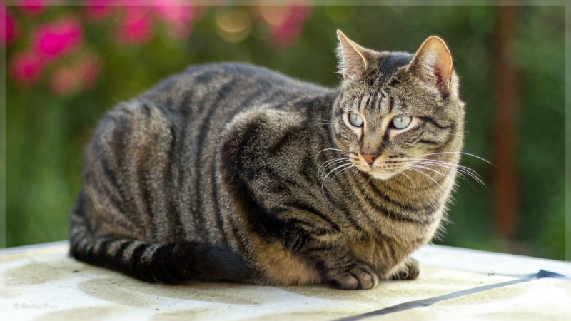 Шотландская скоттиш страйт мраморная Золотая