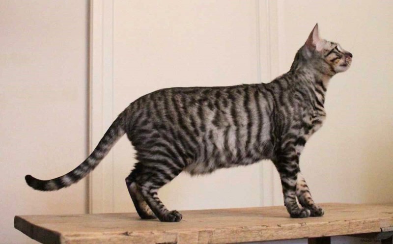 Азиатская табби кошка