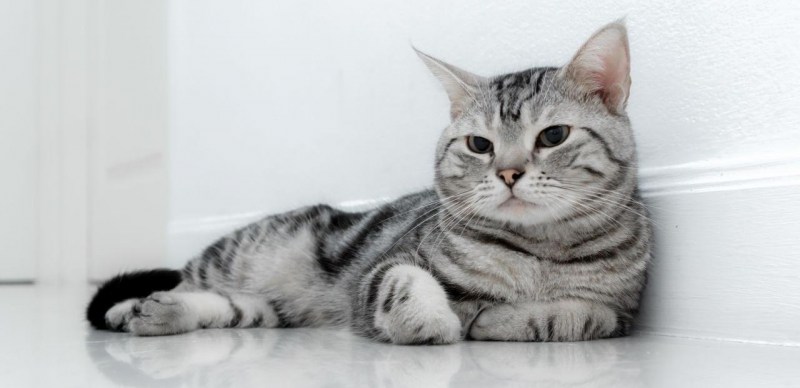 Сибирская кошка короткошерстная