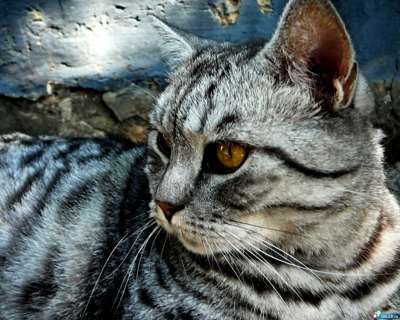 Британский кот полосатый