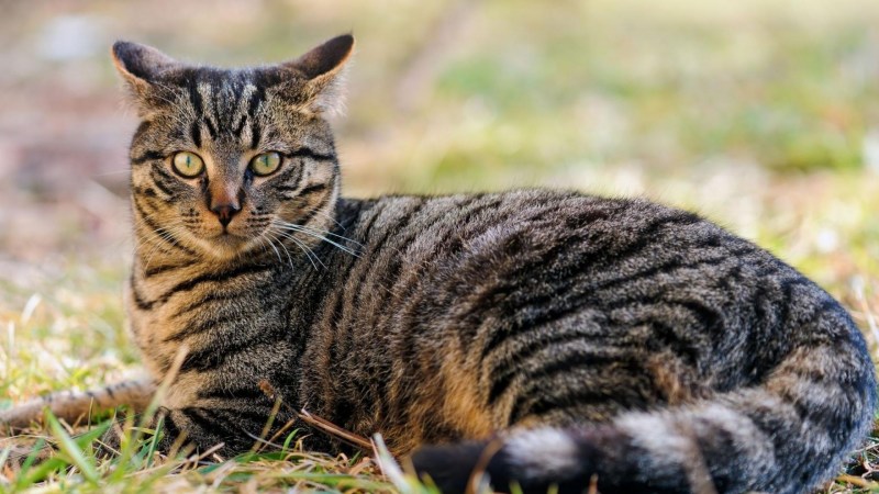 Шотландская короткошерстная табби