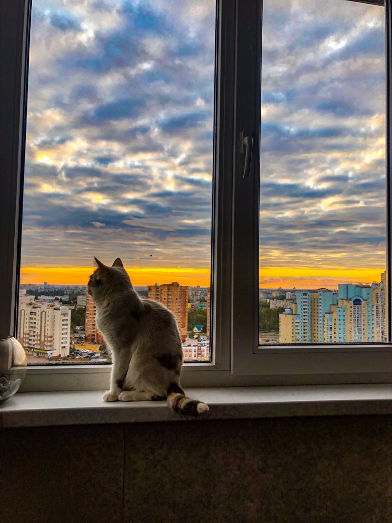 Коты на подоконнике