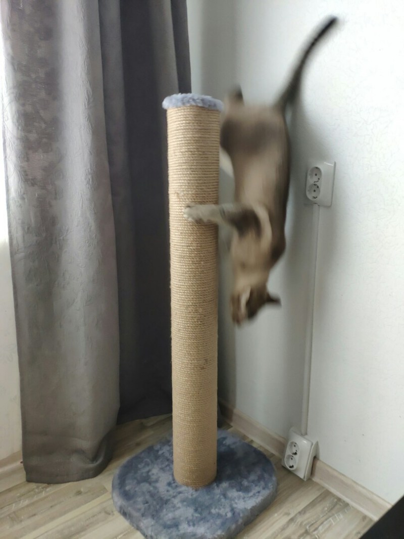 Когтеточка косточка Зооник